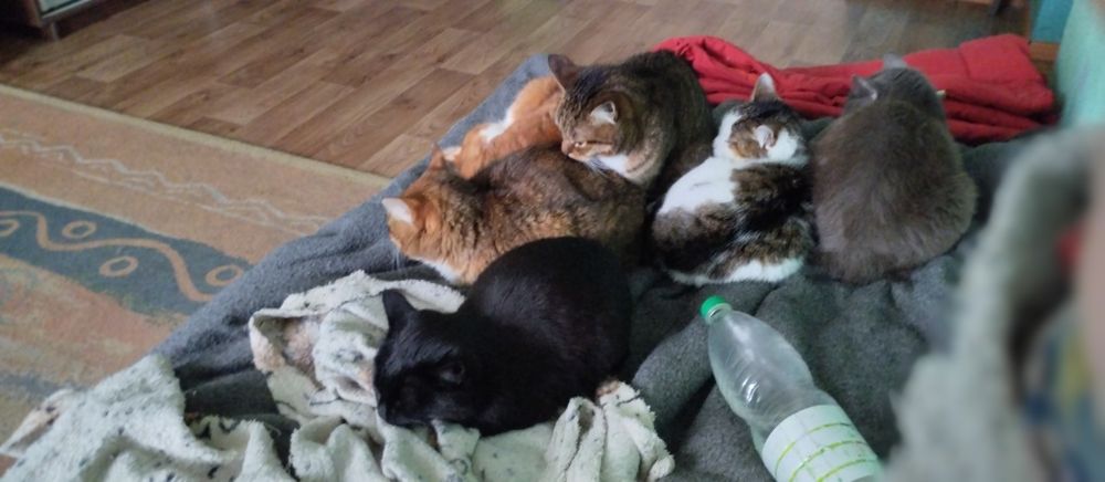 Прошу допомоги їжею