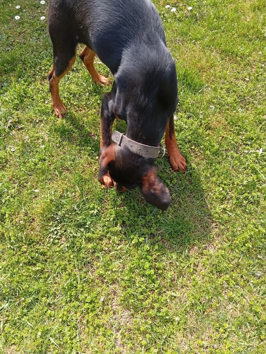 Мисливська собака