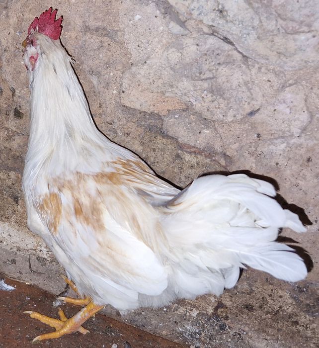 Troco 2 Galos  "Chines" Garnize por frangas ou galinhas por ovos