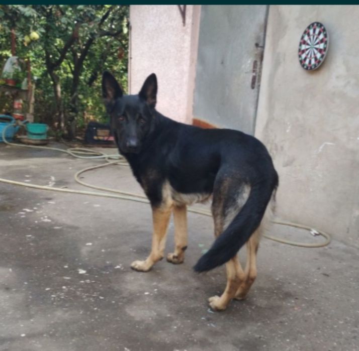 Овчарка ВЕО,вязка