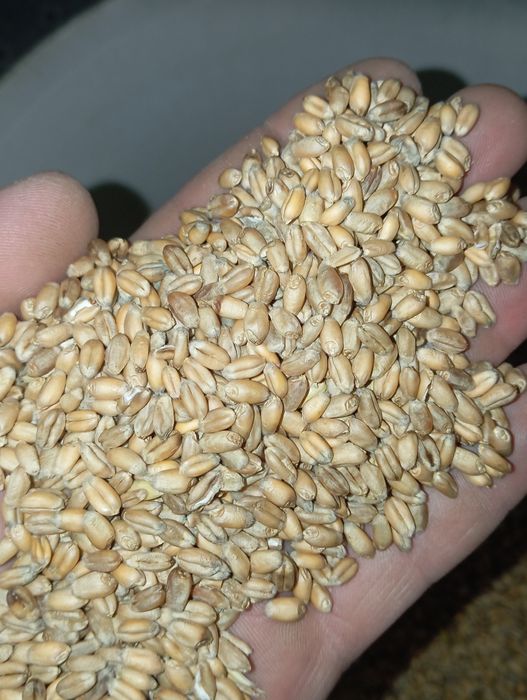 Sprzedam przenice ozima