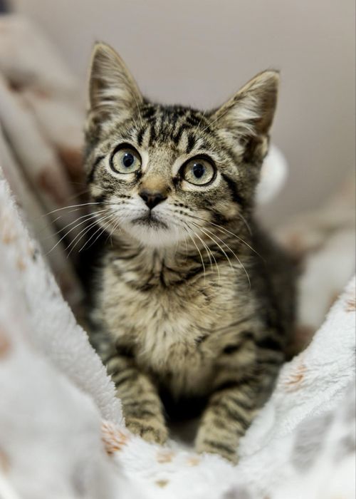 Gatinhos bebés para adoção responsável