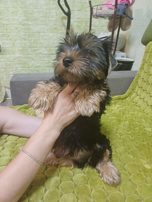 Цуценя Йорка стандарт