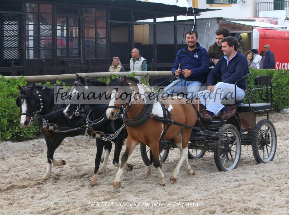 Ponei welsh  montado engatado