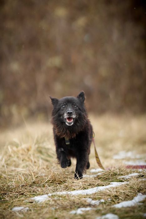 Loco - prawdziwy wulkan energii, młody pies do adopcji!