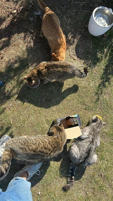Bezdomne koty potrzebują domów