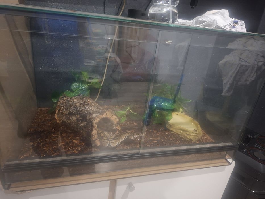 Terrarium z wężem