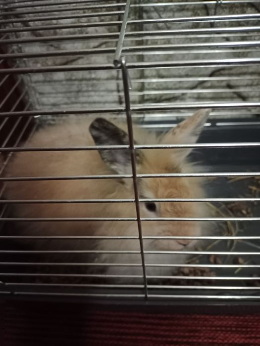 (Декоративний кролик