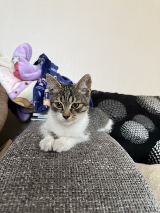 Потрібен дім Нужен дом котенку Серая пепельная кошечка