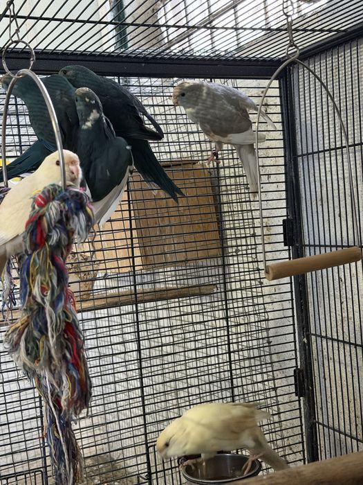 Varios kakarikis disponiveis