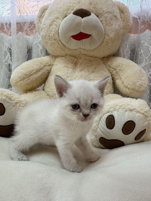 Шотландські чистокровні кошенята