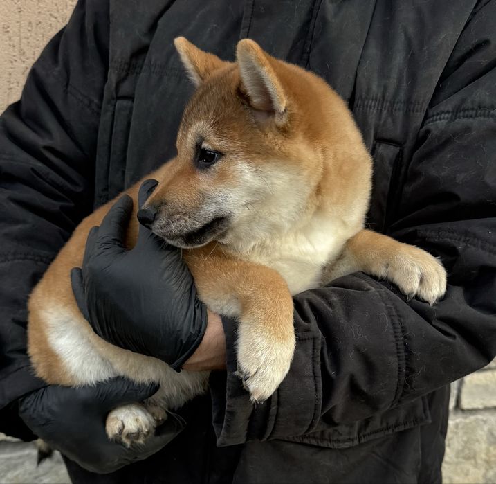 Чудо хлопчик шиба іну, сіба