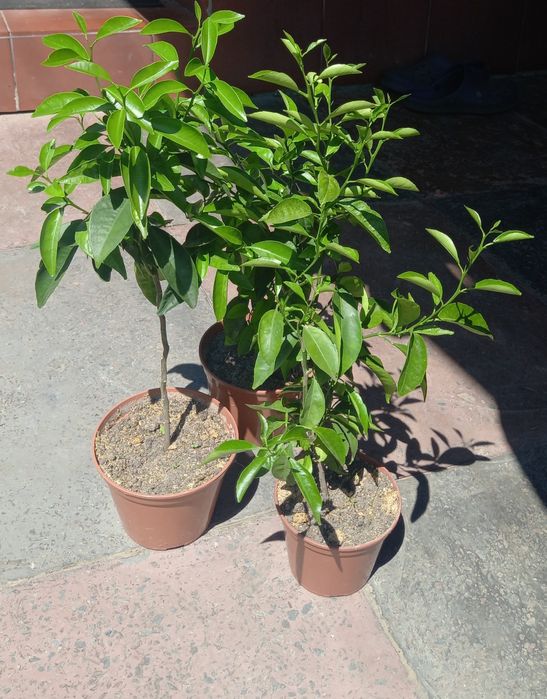 Кімнатне лимонне дерево