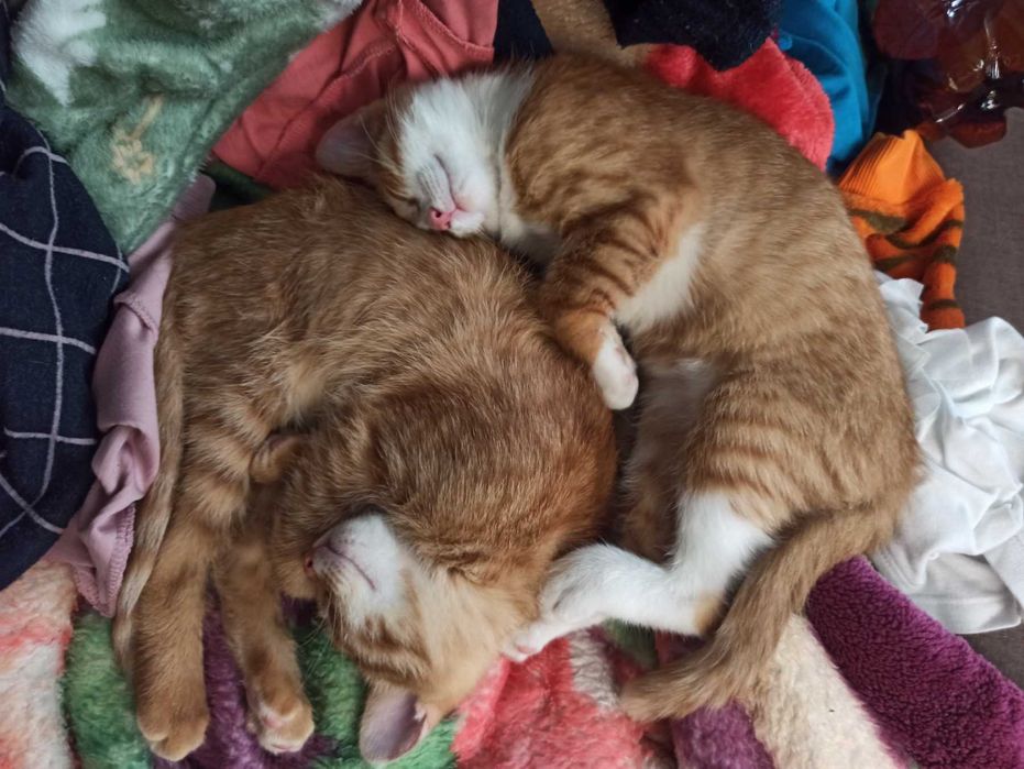 Котята, маленькие солнышки