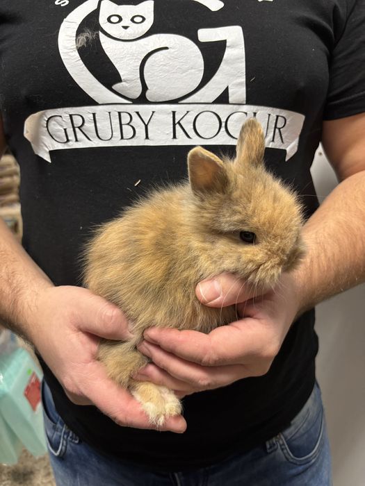 Królik Teddy miniaturka w Gruby Kocur w Rzeszowie