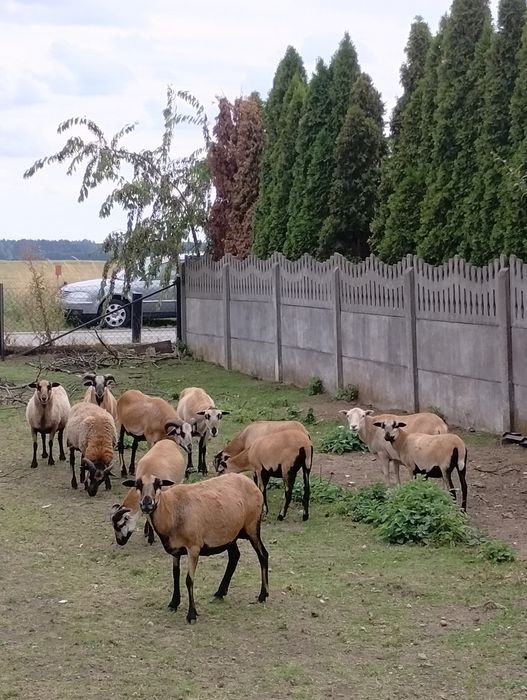 Tanio Owce barany kameruńskie likwidacja