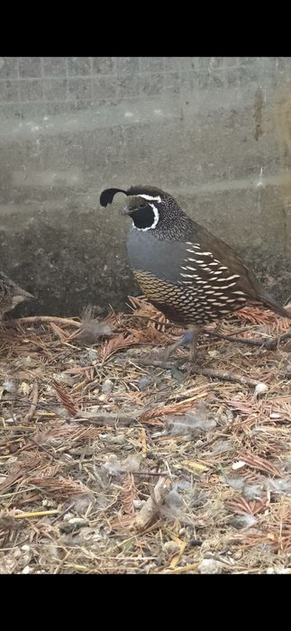 Przepiór Kalifornijski