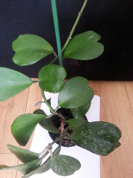 Hoya Kerri Splash hoja