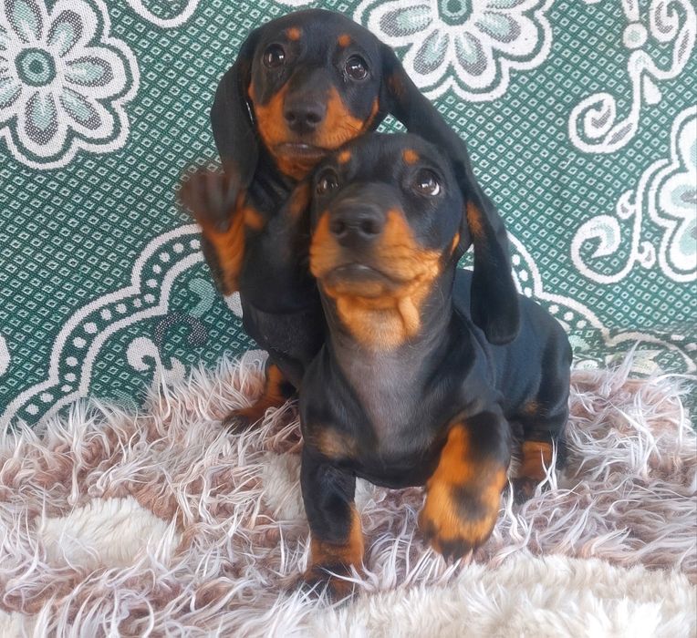 Маленьки таксята- велика радість, безмежна відданість