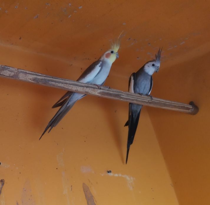Caturras para venda.