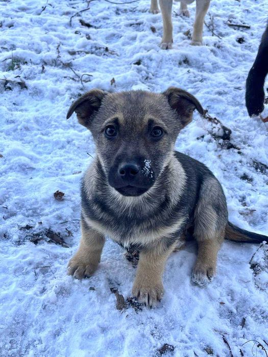 Крихітна дівчинка, 3 місяці, шукає родину!