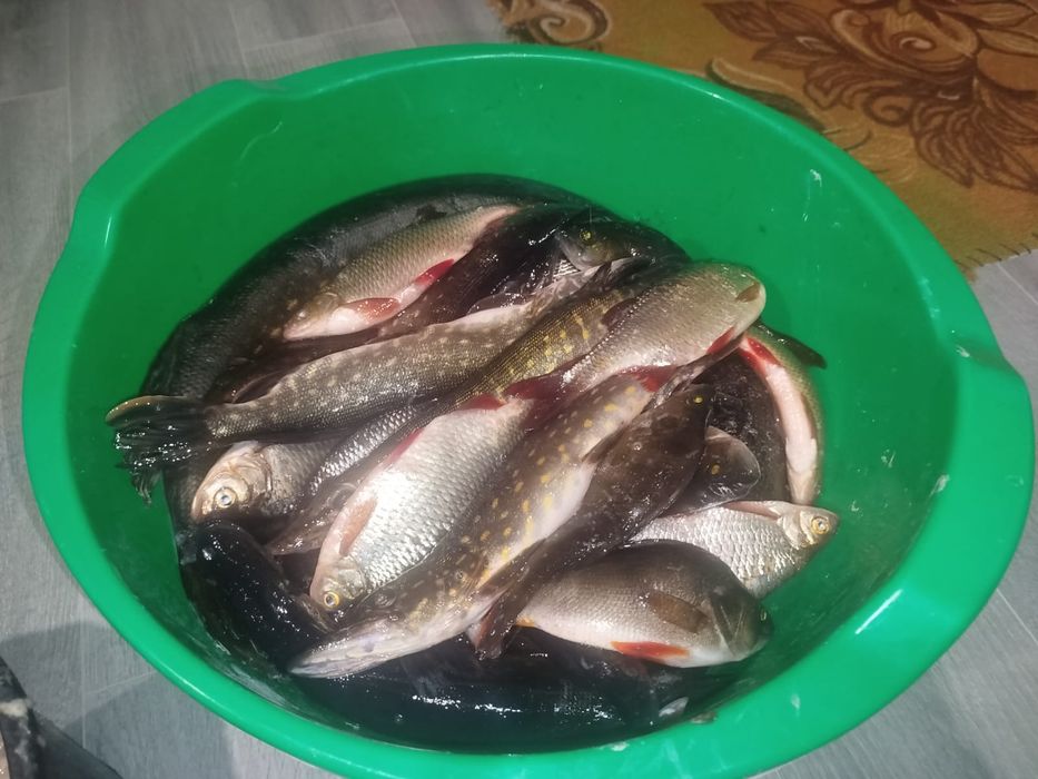 Щука, окунь ,плотва