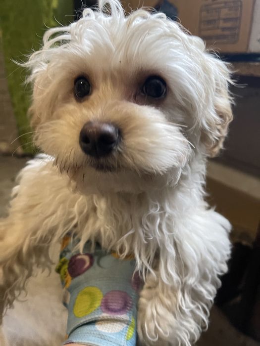 Хлопець мальтіпу без дефектов бюджетно