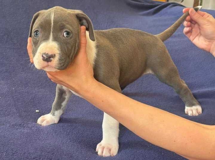 American Bully XL suczka ABKC
