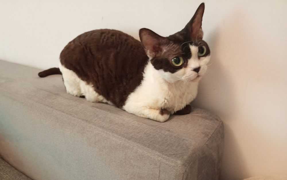 Dziewczynka rasy Devon Rex