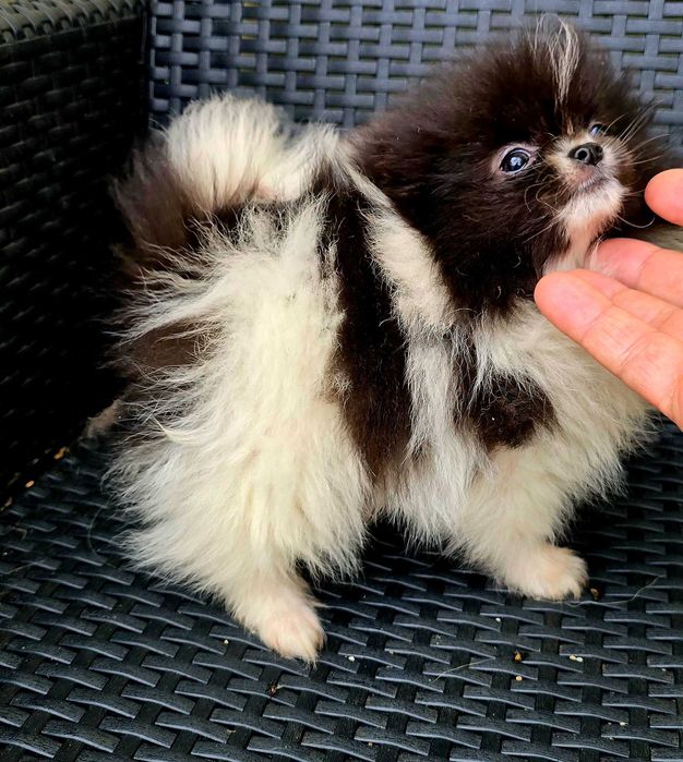 Lulu da Pomerânia Fêmea