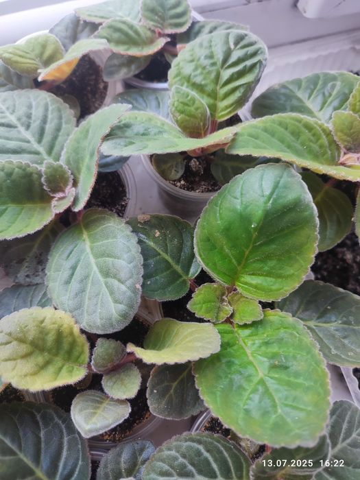 Сіянці сортової глоксинії