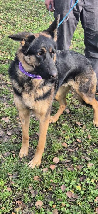 Suczka około półtora roku