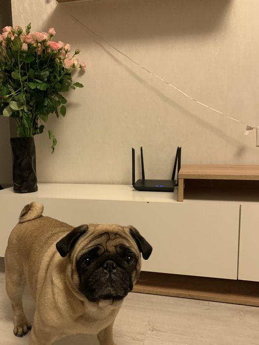 Перетримка для собак