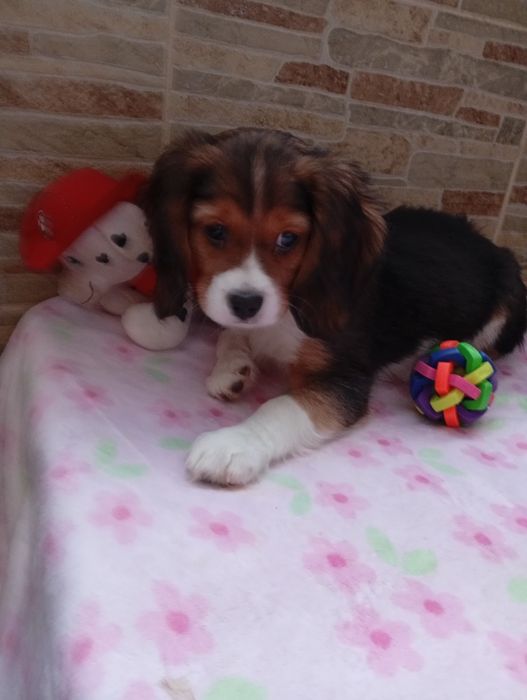 Щенки Бигли продажа