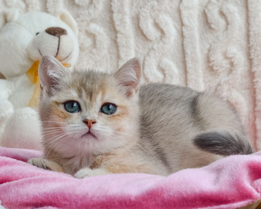 Британочка голубое золото