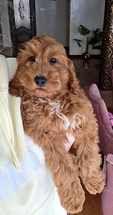 Cockapoo chłopiec Denis   Cocker spaniel i pudel