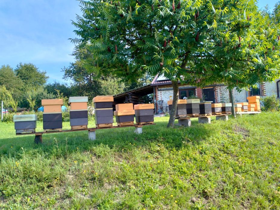 Matki pszczele - Krainka