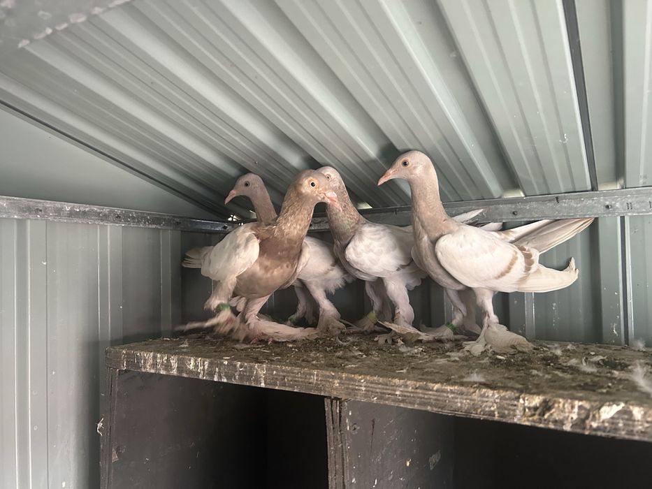 Para bocian masłowy