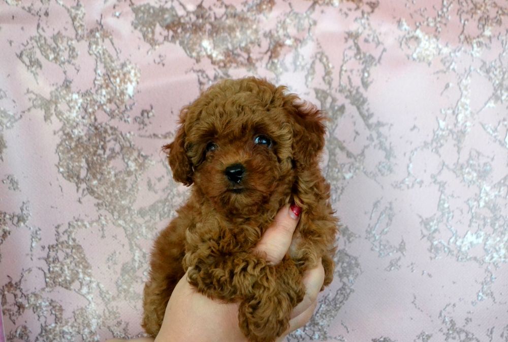 Девочка той ред браун