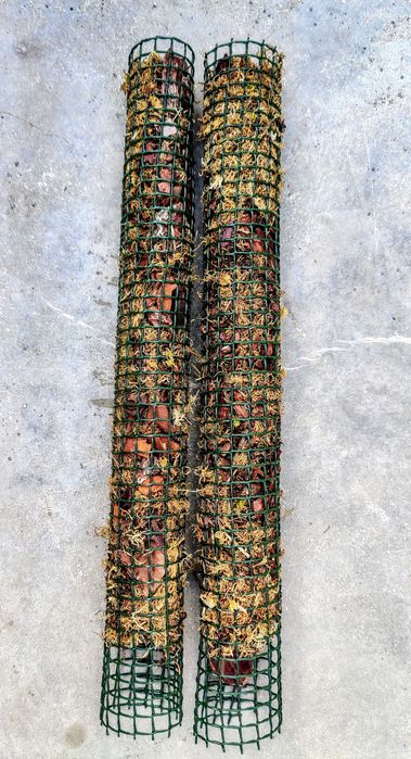 Tutor / Pole / Suporte Para Plantas