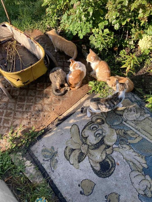 Чудові кошенята на прилаштування