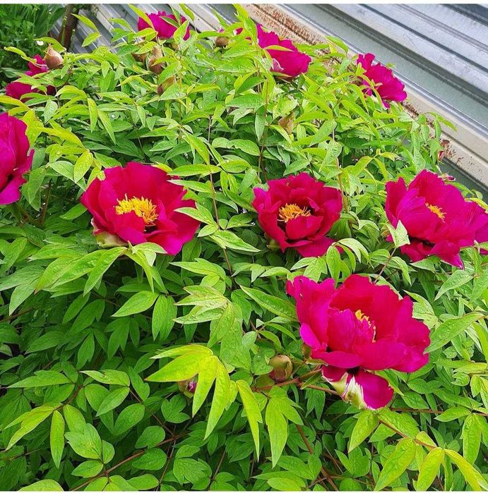 Різновид півоній