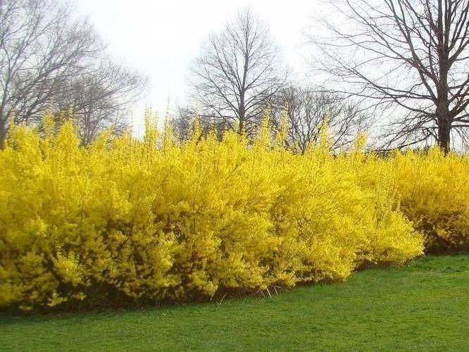 Forsycja pośrednia DUŻE sadzonki WYSYŁKA