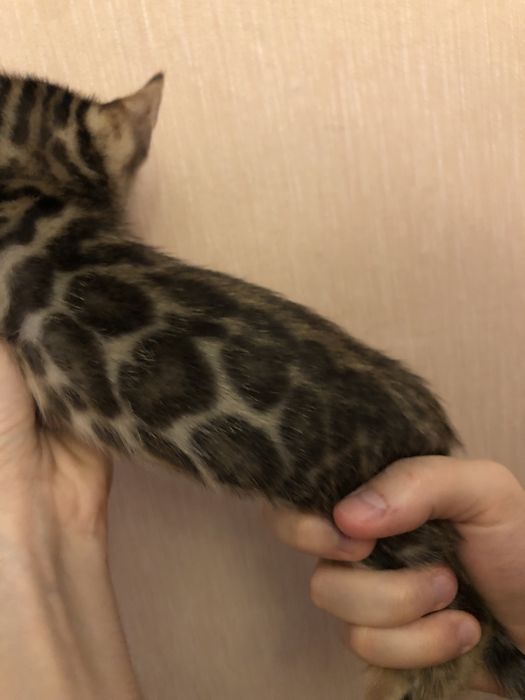 Бенгальські кошенята від батьків з родословнлю WCF