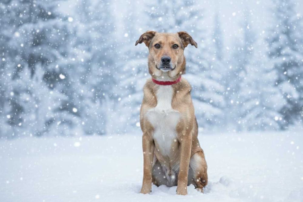 MATI - uroczy psiak prosi o dom