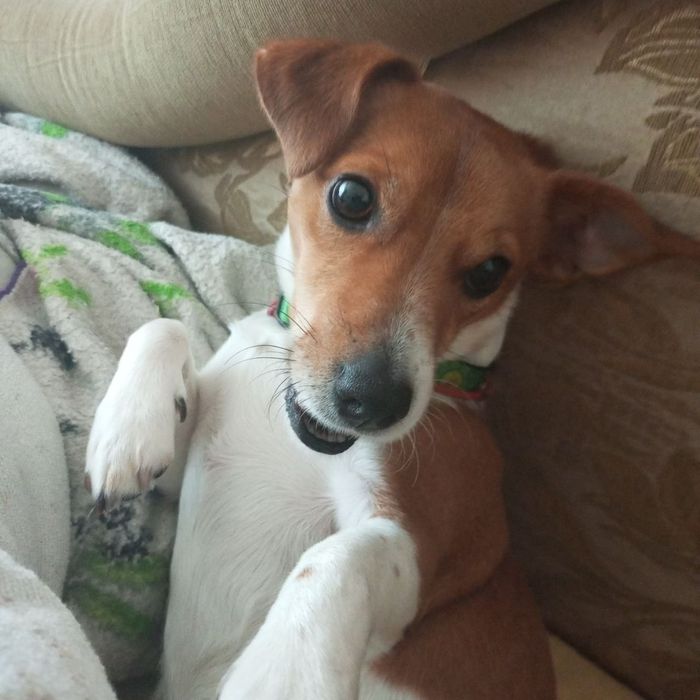 Отдам собаку в хорошие руки