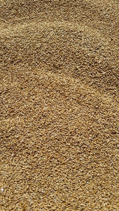 pszenżyto  owies pszenica kukurydza mielona ogłoszenie prywatne  .