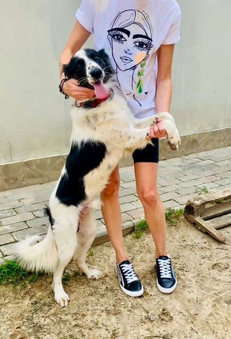 Песик Джек шукає родину