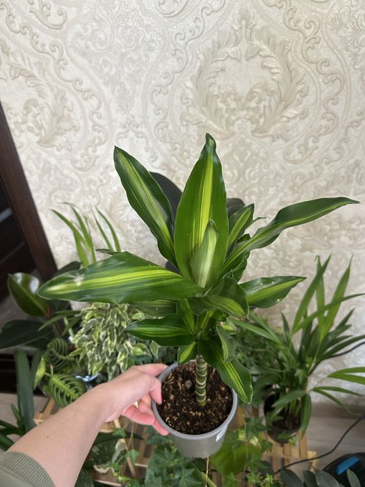 Кімнатні квіти Рослини