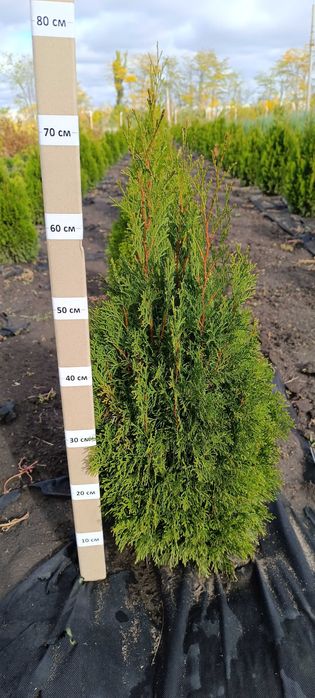 Туя Смарагд, вічнозелена